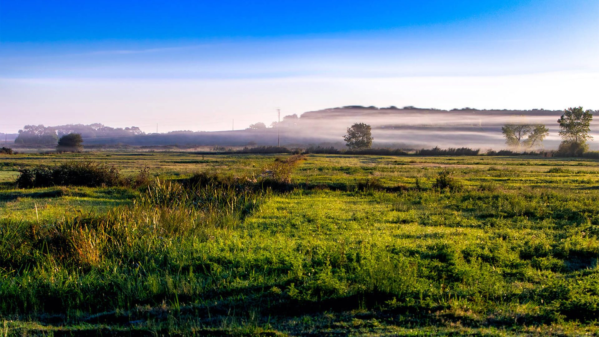 Sweet marsh Saint Augustin