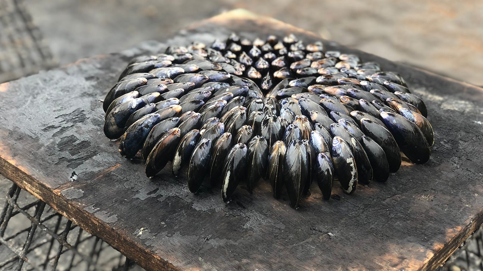 eclade-mussels-royan-atlantique