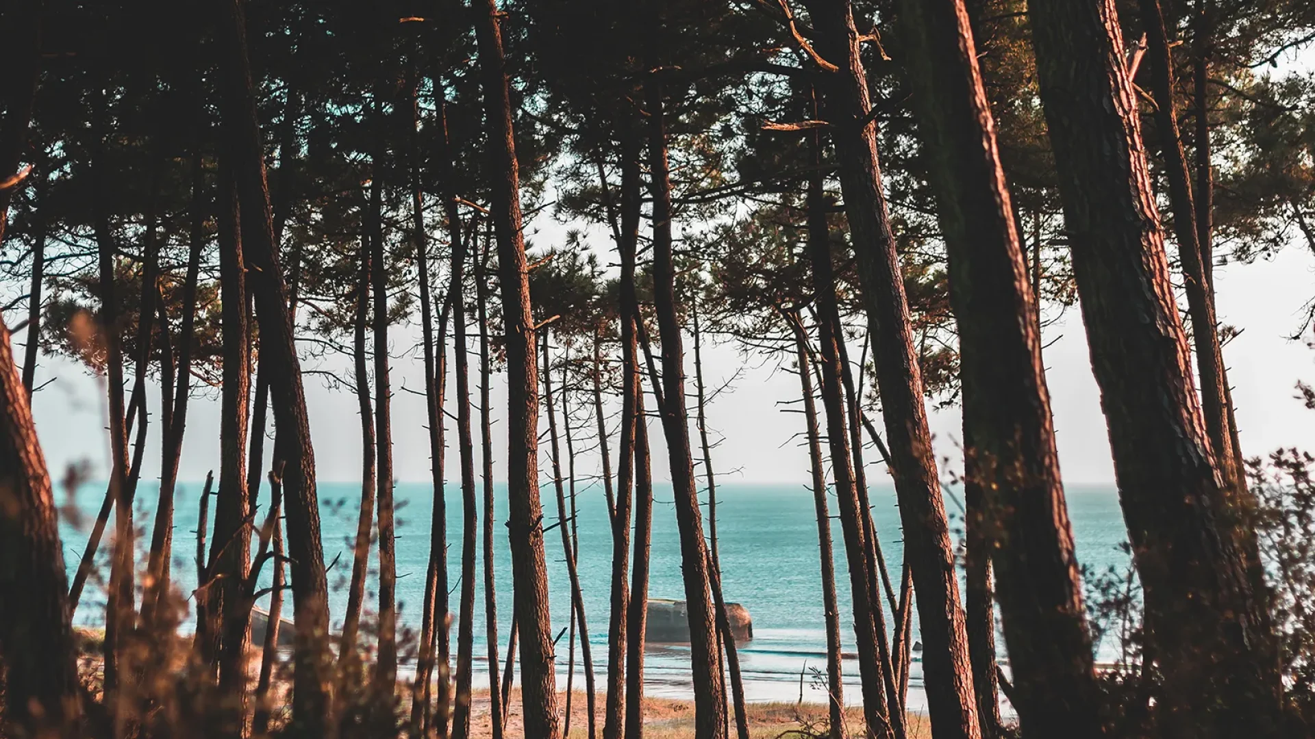 foret de la coubre
