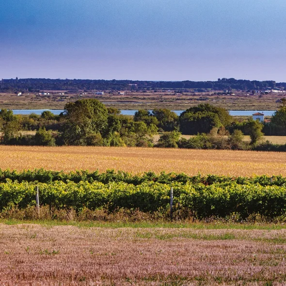 Balade nature entre champs et marais à Chaillevette