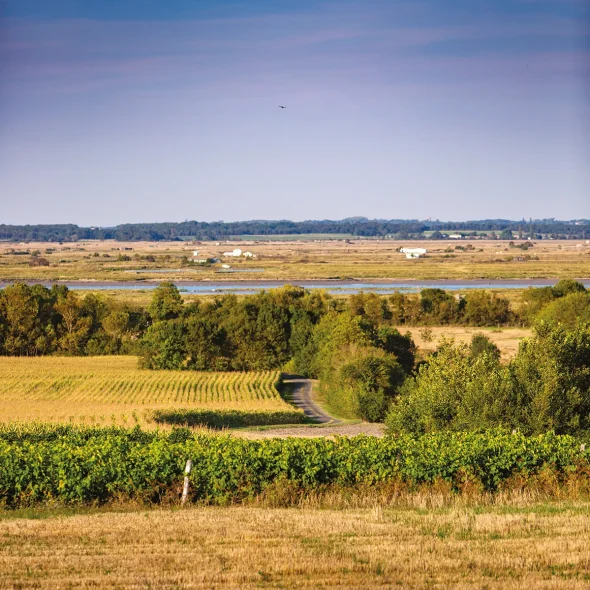 Panorama sur la Seudre depuis le circuit à vélo de Chaillevette
