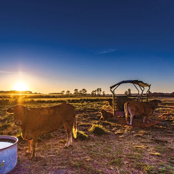 Vaches dans les marais de Saint Augustin