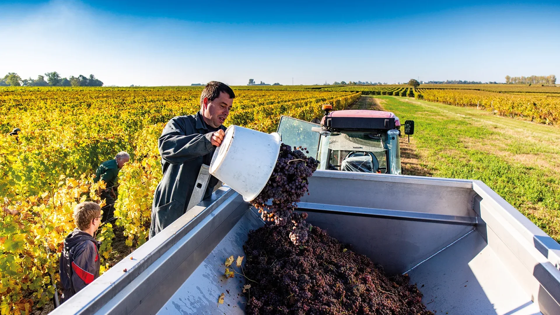 Vignerons pendant les vendanges au Domaine des Princes
