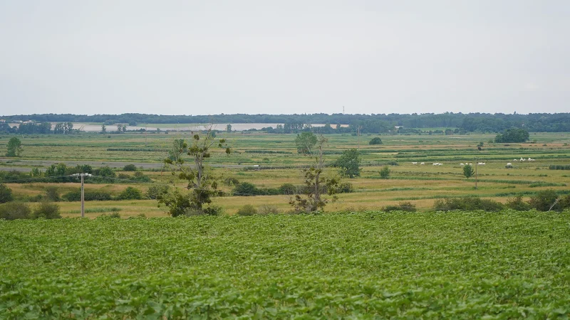 Marais de Saint-Augustin