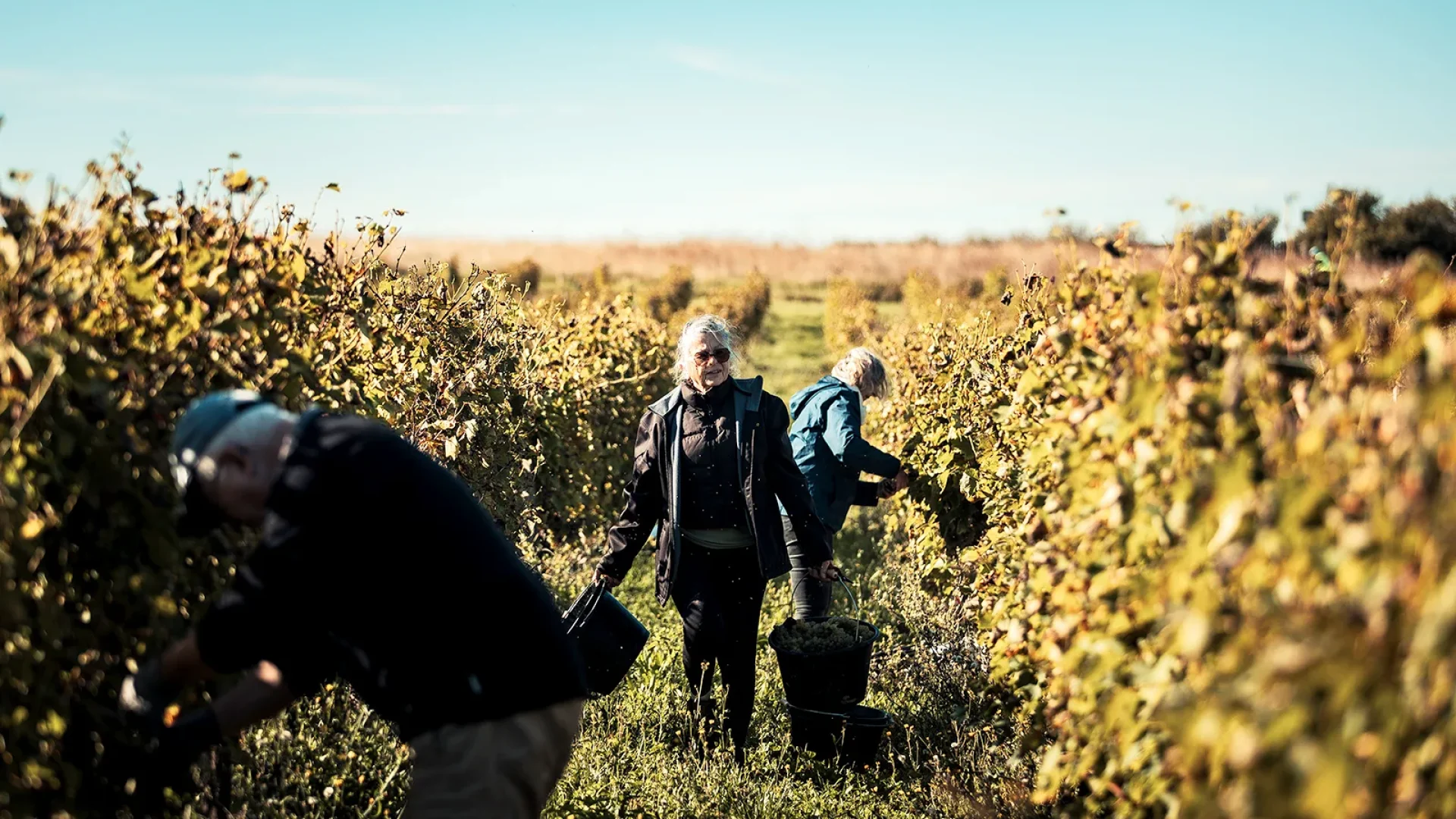 Vivre l'expérience d'une journée vendanges