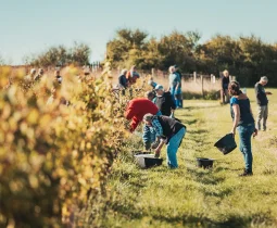 Journée vendanges dans les Vignobles Royan Atlantique