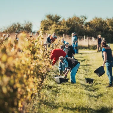 Journée vendanges dans les Vignobles Royan Atlantique