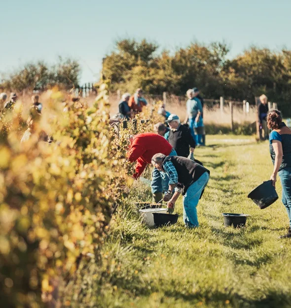 Journée vendanges dans les Vignobles Royan Atlantique