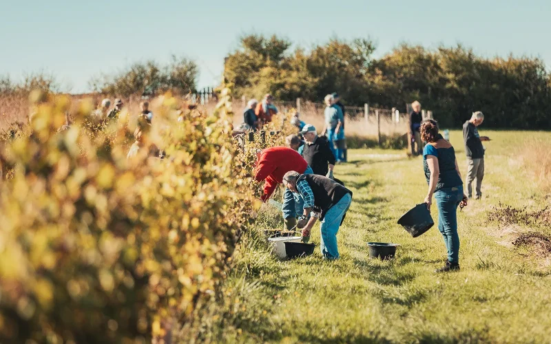 Journée vendanges dans les Vignobles Royan Atlantique