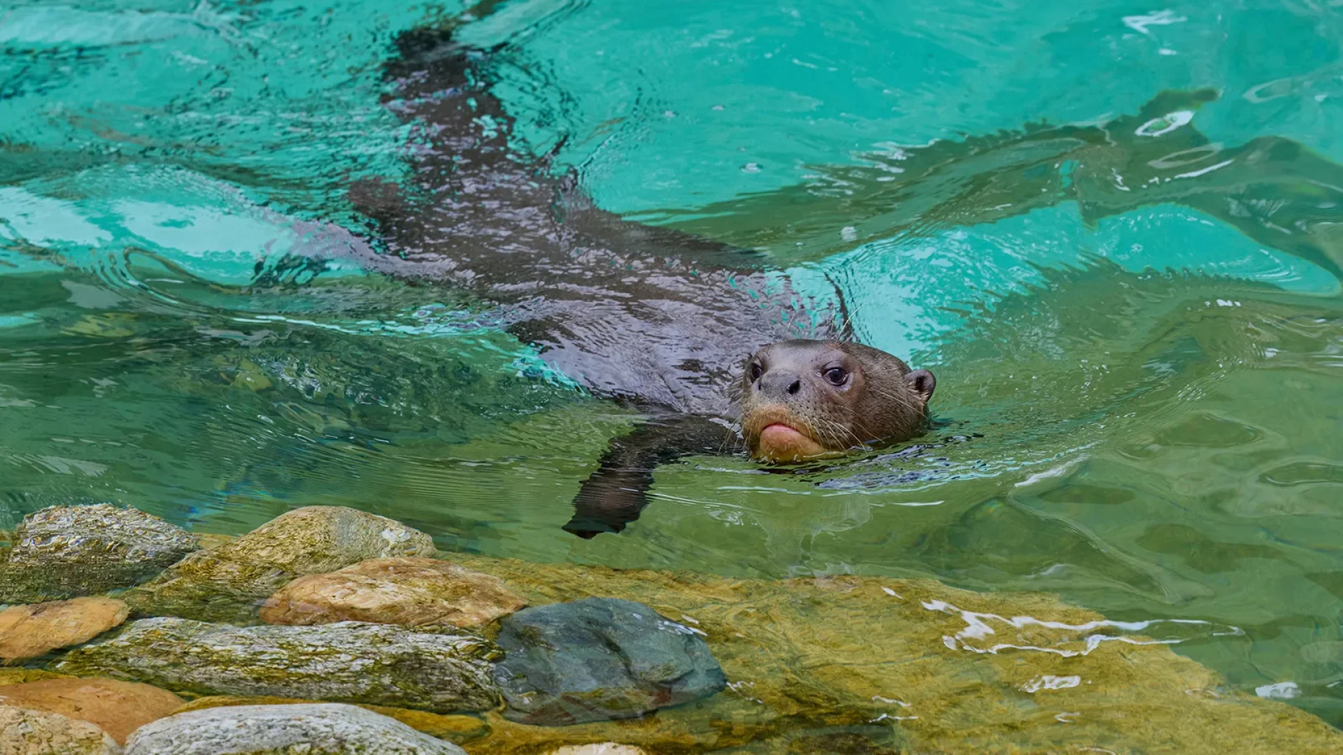 Loutre géante au Zoo de La Palmyre