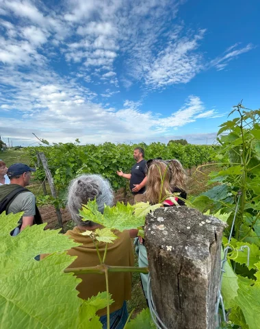 Domaines viticoles Hébergements Vignobles et Découvertes : Visite découverte des vignobles à l'occasion de Festi'Vignobles